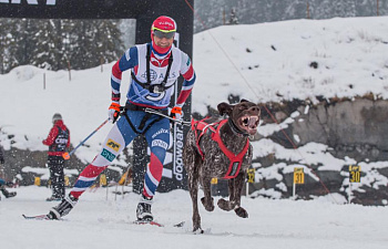 Дарья Домрачева и Уле-Эйнар Бьорндален примут участие в лыжных гонках на собачьих упряжках на фестивале Snørock в Шушене